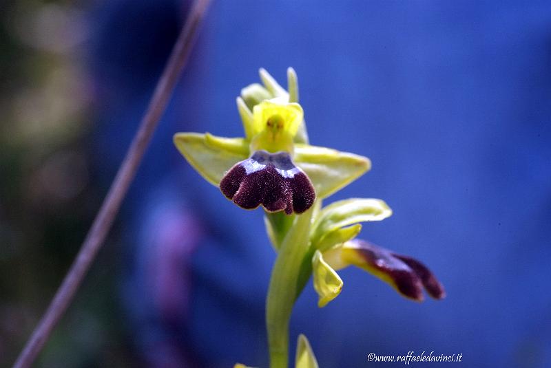 Orchidee spontanee 5APR09 (132).jpg